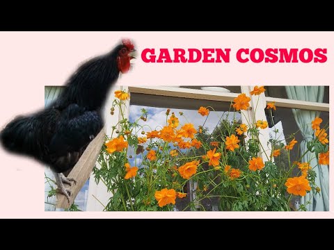 Video: Cosmos Plants: Cách trồng hoa Cosmos