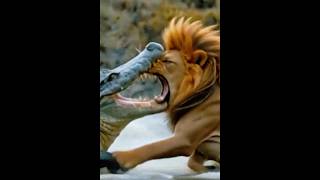 #shortvideo #subscribe #lion #lionroar #viralvideo #animals