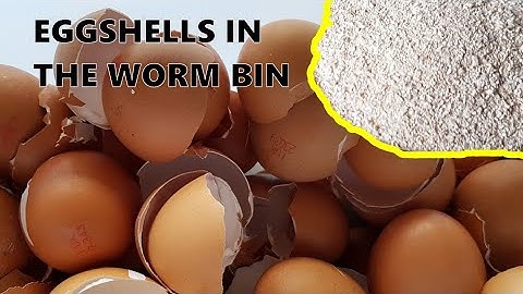 Adding Eggshells to a Compost Worm Bin