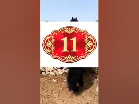 СКОЛЬКО СТОИТ САМЫЙ ДОРОГОЙ КОНЬ В МИРЕ#shorts #лошади #рекомендации # ...