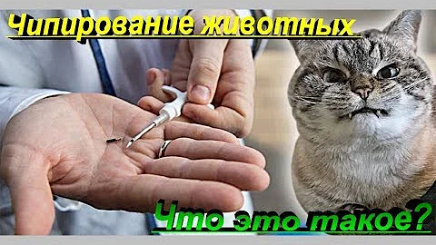 ЧИПИРОВАНИЕ ЖИВОТНЫХ  ЧТО ЭТО ТАКОЕ?  CHIPPING PETS WHAT IS IT?