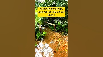 Thử cho điện thoại xuống hồ cá và cái kết... P2 #shorts #betta #bettacoffy