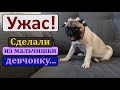 Как правильно клеить уши МОПСУ. Заклеиваем ушки щенку. Уход за собакой породы МОПС. Дрессировка.