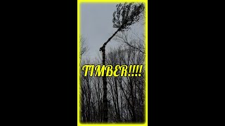 Pine Tree Down