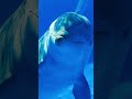 The Curious Case of Dolphin Breathing