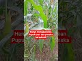 hanya menggunakan pupuk urea dan ponska bersubsidi...#jagung
