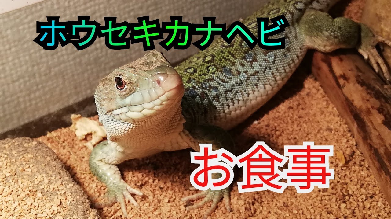 ホウセキカナヘビにいろいろあげてみた Youtube ホウセキカナヘビにいろいろあげてみた Youtube
