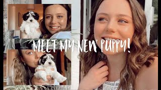 PICKING UP MY PUPPY!!!!!! | Meet my 8 week old maltipoo puppy. (I GOT A PUPPY)