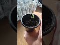 Мини парник для подоконника из подручных средств ./ Mini greenhouse for window sill.