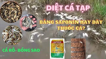 KINH NGHIỆM XỬ LÝ CÁ TẠP: "CÁ RÔ,  CÁ BÓNG SAO,  CÁ CHỐT..., NÒNG NỌC" TRONG AO NUÔI QCCT HIỆU QUẢ