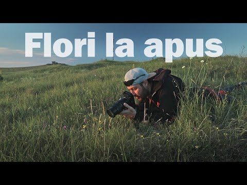 Video: Cum Să Fotografiați Flori