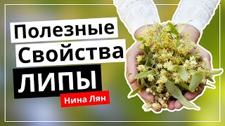 ЛИПА полезные свойства | Настой липы | Нина Лян