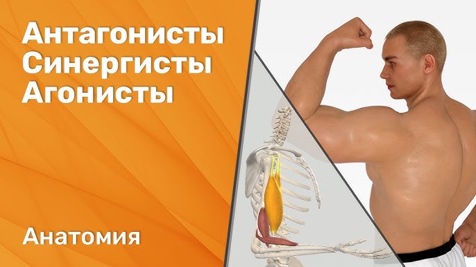 Витамины антагонисты таблица. Витамин д синергисты и антагонисты. Синергисты и антагонисты кальция. Синергисты и антагонисты фосфора. Витамины и микроэлементы антагонисты и синергисты.