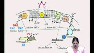 Mod-08 Lec-14 Hypersensitivity type 1