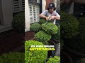 Satisfying Gardening Work🌳#garden #satisfying #cleaning #grass #lawn #viral #fyp #trending #538