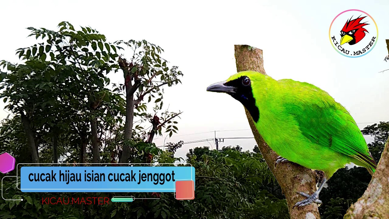 Kicau Burung Cucak Hijau Isian Cucak Jenggot - YouTube