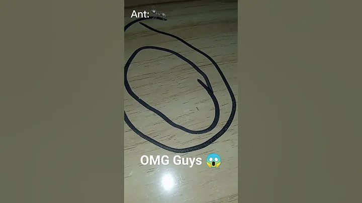 Ant Vs Bug 🐜🐞......OMG guys it's effective 😱#unique #viral #reels #shorts #omg #bug