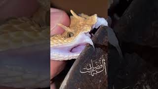 شاهد سم ام جنيب 🐍