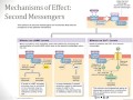 Endocrine System - Part 1