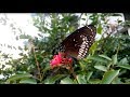 Butterfly Emerging (time lapse)