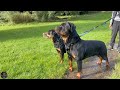 Morning Routine With Our Rottweilers - Part 1