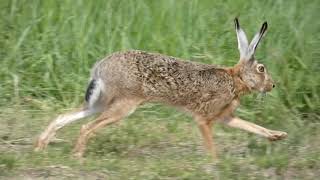 European hare (lepus europaeus) comes very close - mezei nyúl nagyon közel jön