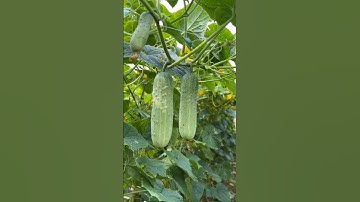 Cucumber farming #satisfying #farming #shorts #youtubeshorts #noalfarmer