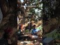 Sunday Nature Vibes 🌿🎶 | Real Music Jam ♥️✨🔥