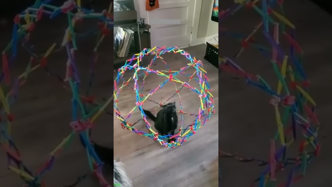 Funny Cats 2024 😻 New Funny Cats 2024 🥰 # Part 1925