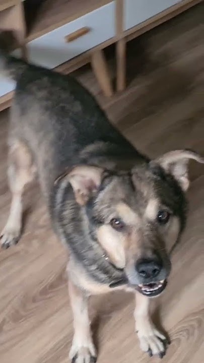 Папкин сын 😁🐕 #собака #песбарбос#животные #love - YouTube