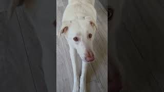 fine 🙂 #cute #funny #dog #pets #petlover #shorts