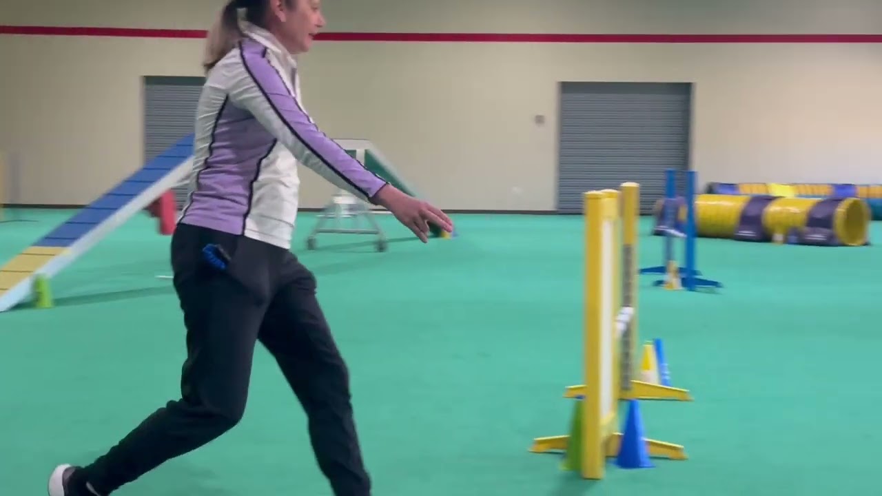 Agility Class or Comedy Hour? Layla Decides.