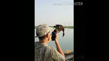 صوت الحذاف دجاج ماي كوشم بربش كراط 