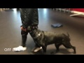 German Shepherd 1 hour transformation