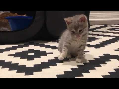 Melody the kitten learns to walk again