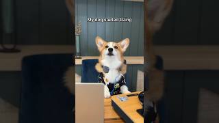 My Corgi Has A New Job!