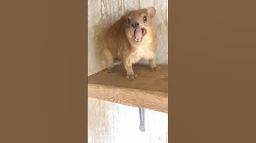 One More Scream And He’ll Face The Consequences 😡🤯