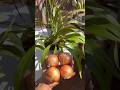 USE 1 CEBOLA ORQUÍDEAS COM BROTOS E FLORES #shorts #orquideas #orquídeas #orquídea #orchid