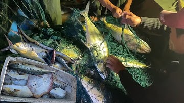 Trawlnet raakt visnest bij de kust en keert terug naar de kust om te vieren met vissers en zeelui