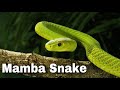 Catching the Deadly Black Mamba | These Snakes Can Kill You! Facts About Black Mambas. Animal Facts