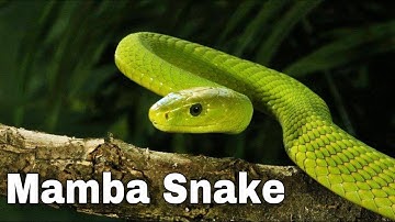 Catching the Deadly Black Mamba | These Snakes Can Kill You! Facts About Black Mambas. Animal Facts