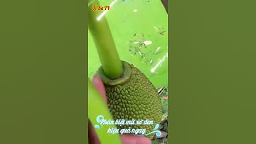 Cách phân biệt mít xơ đen hiệu quả và chính xác nhất | Lê Ba TV