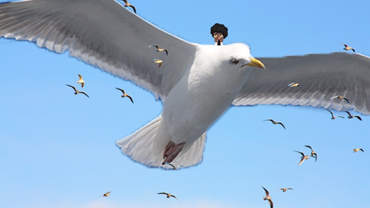 Is it a bird, is it a plane? It's both! - 1387 - YouTube