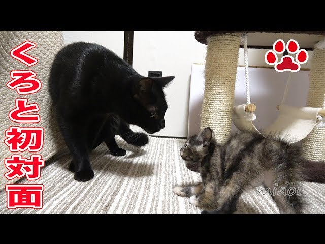 生まれて初めて黒猫をみた、かわいい赤ちゃん子猫の反応【瀬戸のらな日記】Cute tiny Kittens Lana, saw for the first time cats born