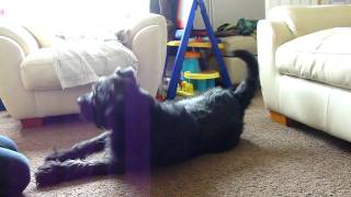 Standard Schnauzer Ludo's tricks