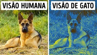 70 fatos sobre animais raros que farão você pensar 