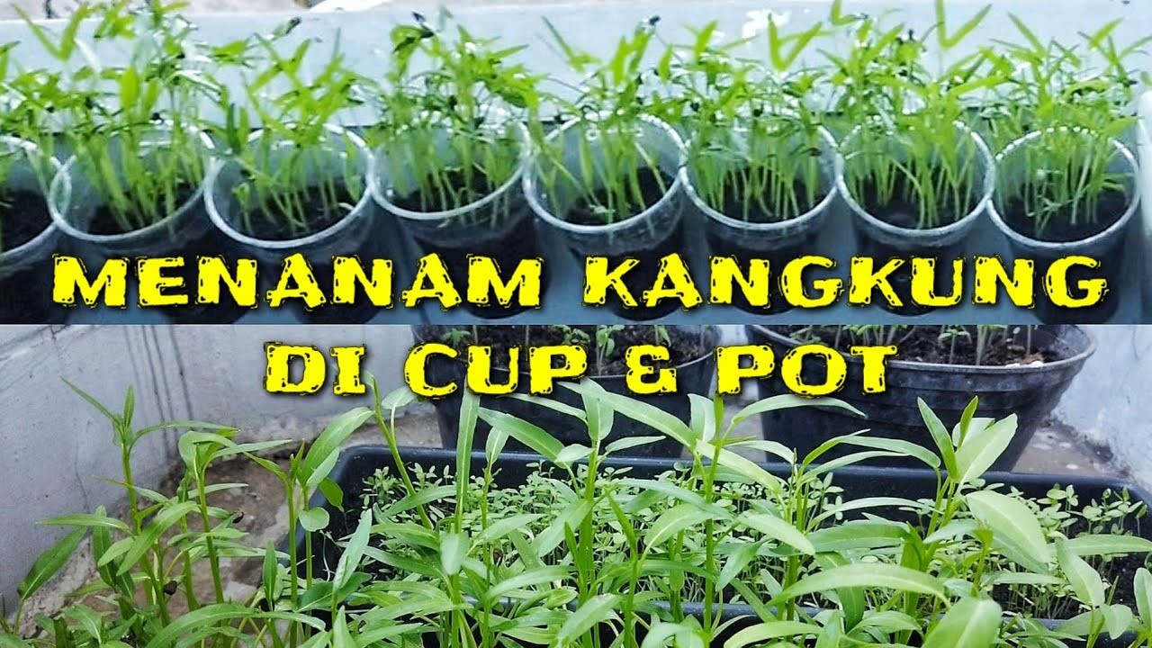 CARA MUDAH MENANAM KANGKUNG DI CUP DAN POT - Budikdamber Ep. #14 