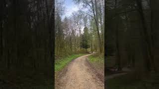 #forestrun #niederlenz #birdsinging #switzerland