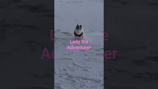 Jack Russell in Motion