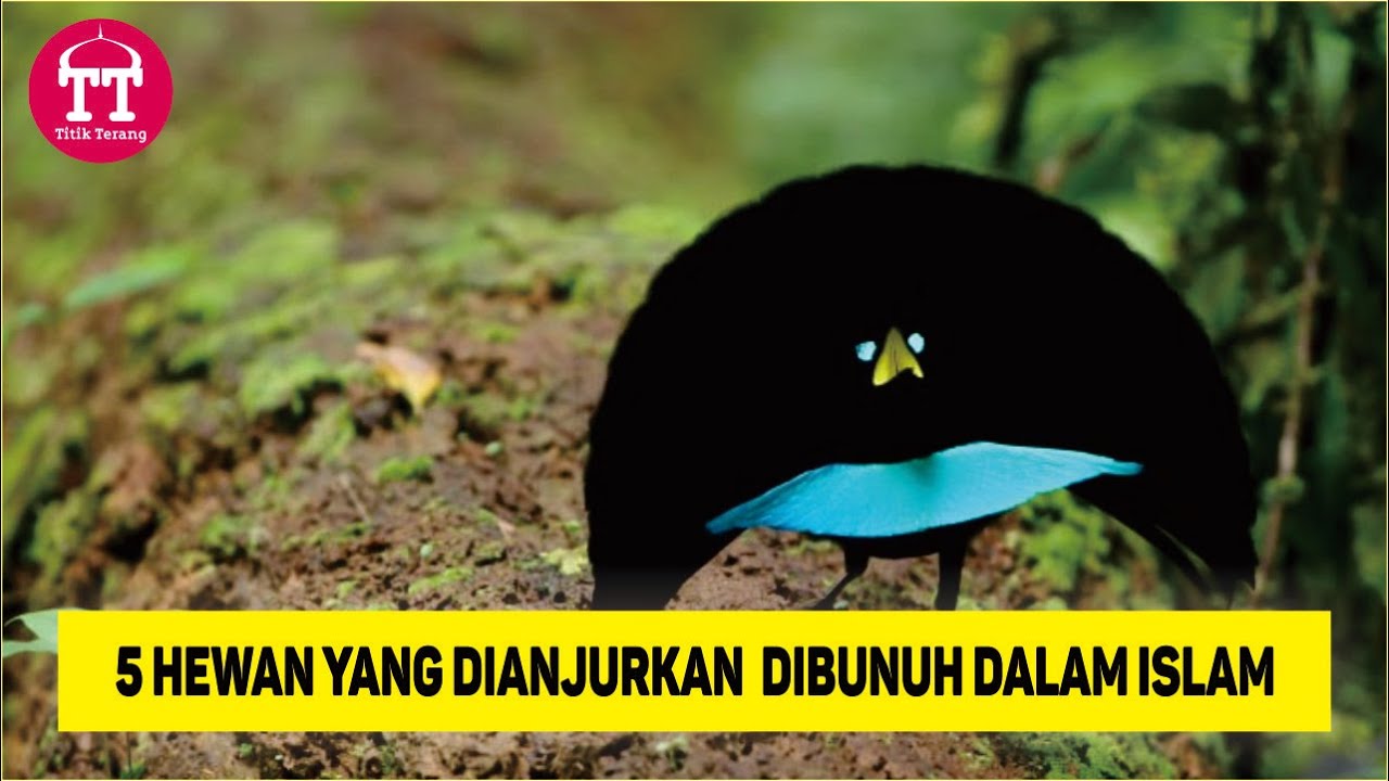  5 Hewan  yang  Dianjurkan  Untuk DiBunuh Dalam ISlam  Kamu 